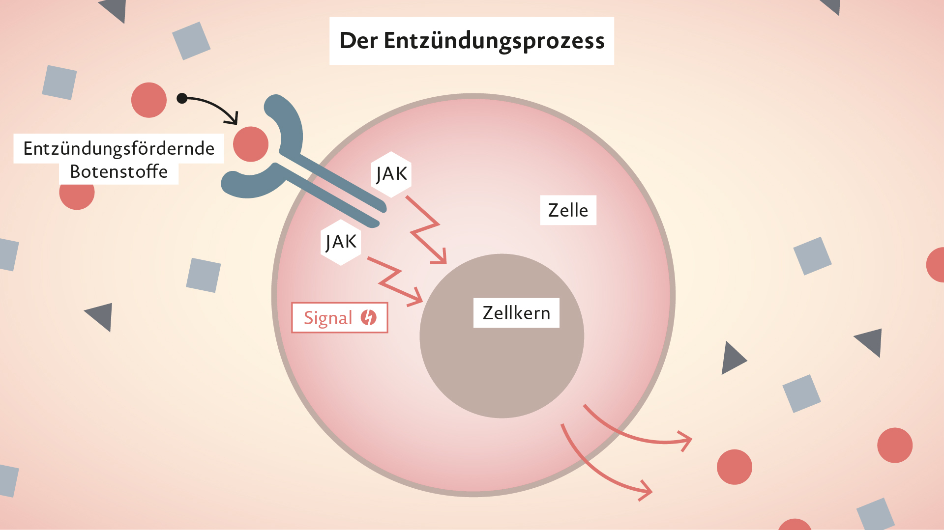 Rinvoq Wirkweise bei Rheumatoider Arthritis