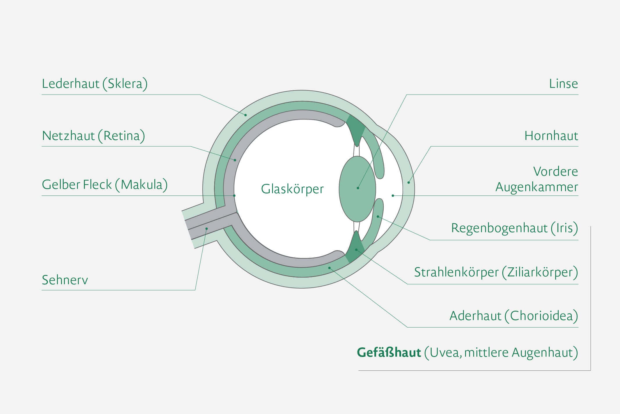 Der Aufbau eines Auges mit genauen Bezeichnungen.