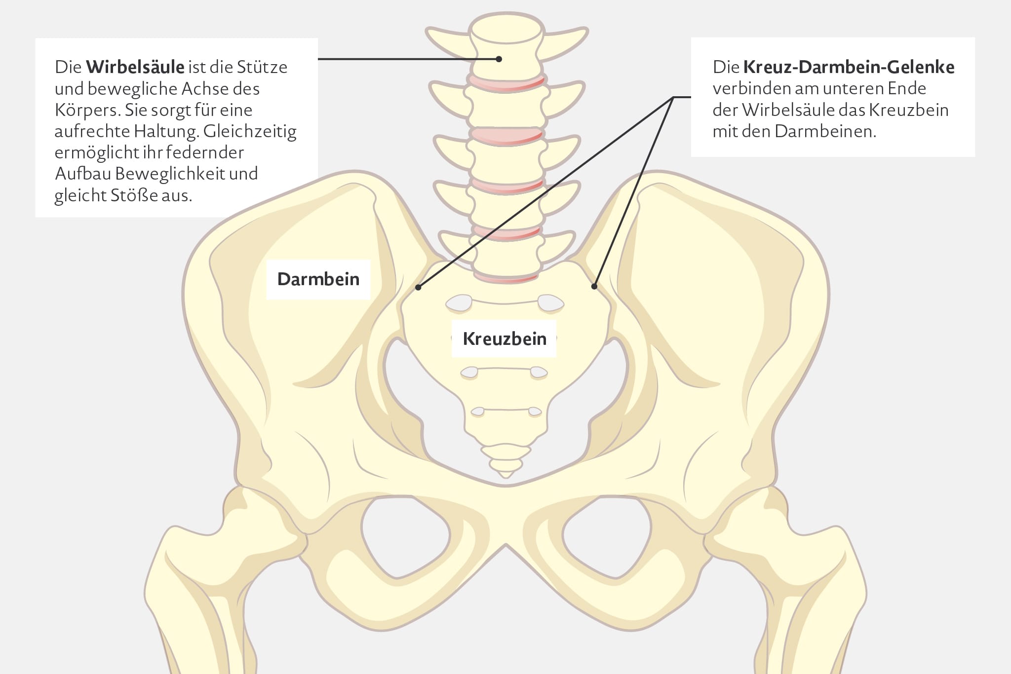 srcset="https://www.abbvie-care.de/content/uploads/2021/10/grafik-huefte-ac.jpg