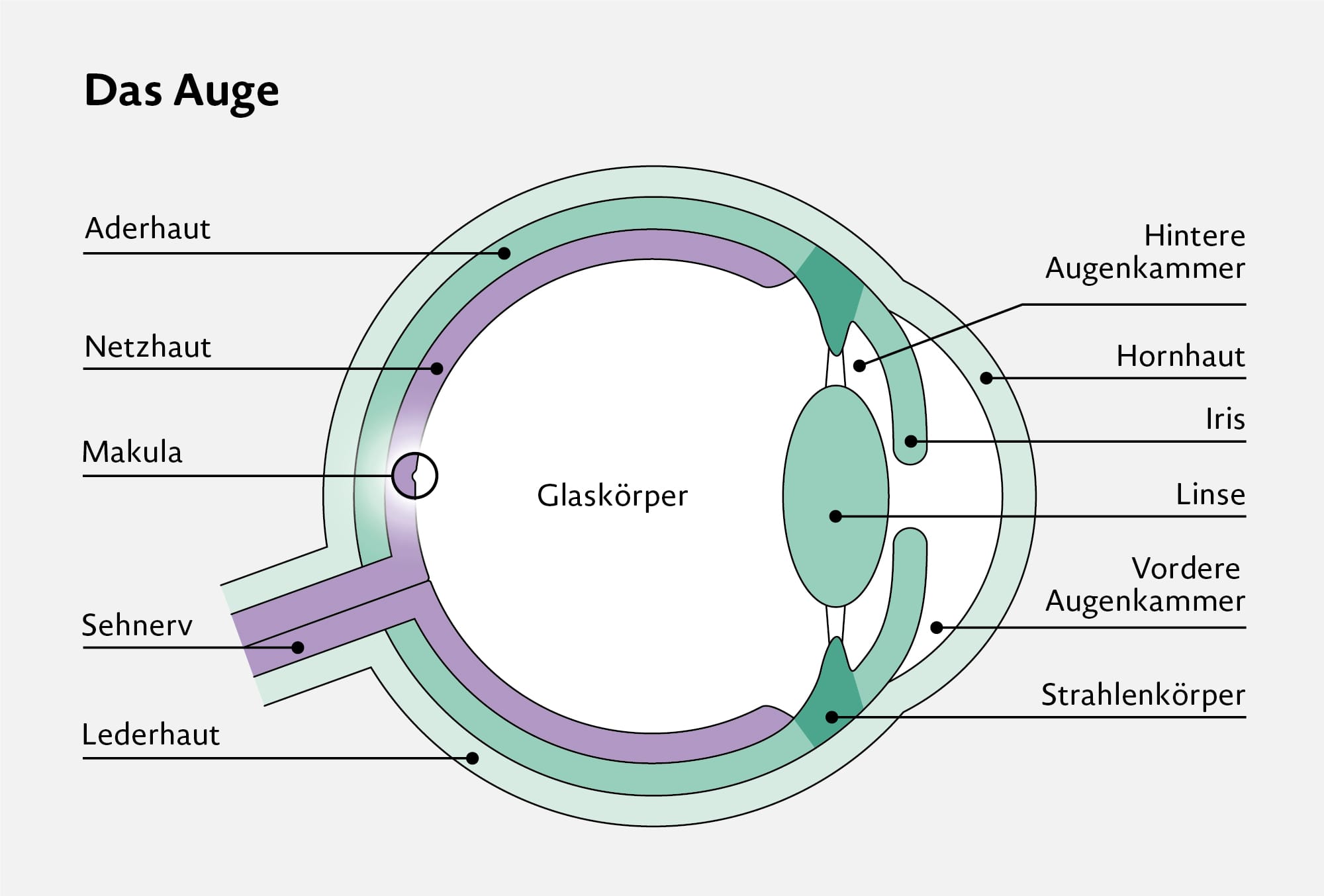 Das Auge beim Glaukom