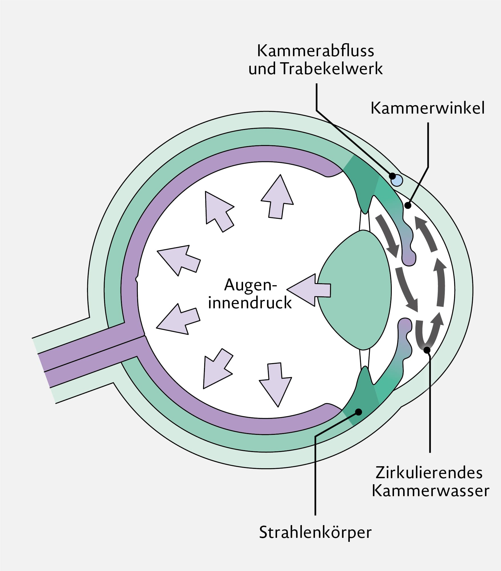 Risikofaktoren Glaukom