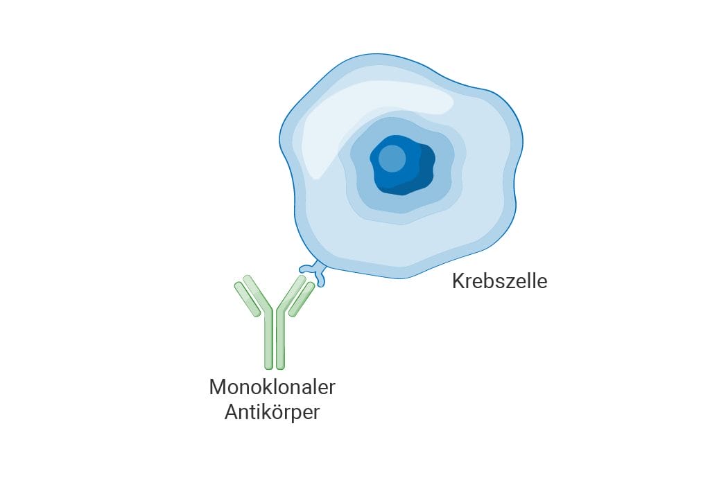 Darstellung der Antikörpertherapie beim follikulären Lymphom