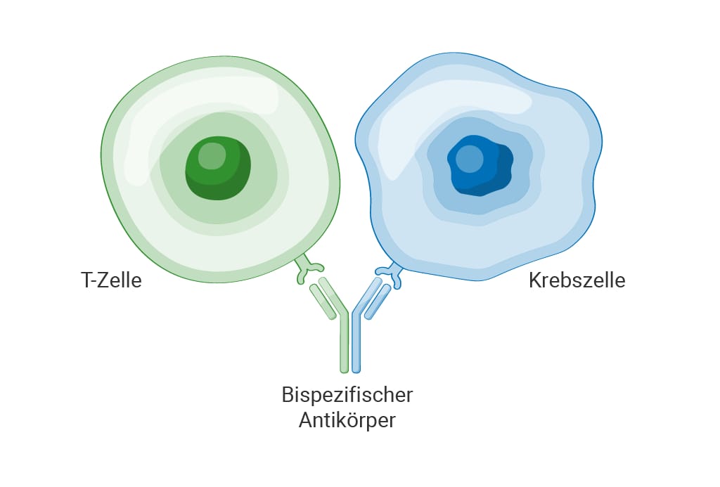 Darstellung der Behandlung mit bispezifischen Antikörpern beim follikulären Lymphom