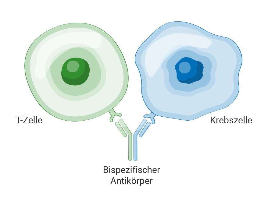 Grafik Bispezifischer Antikörper