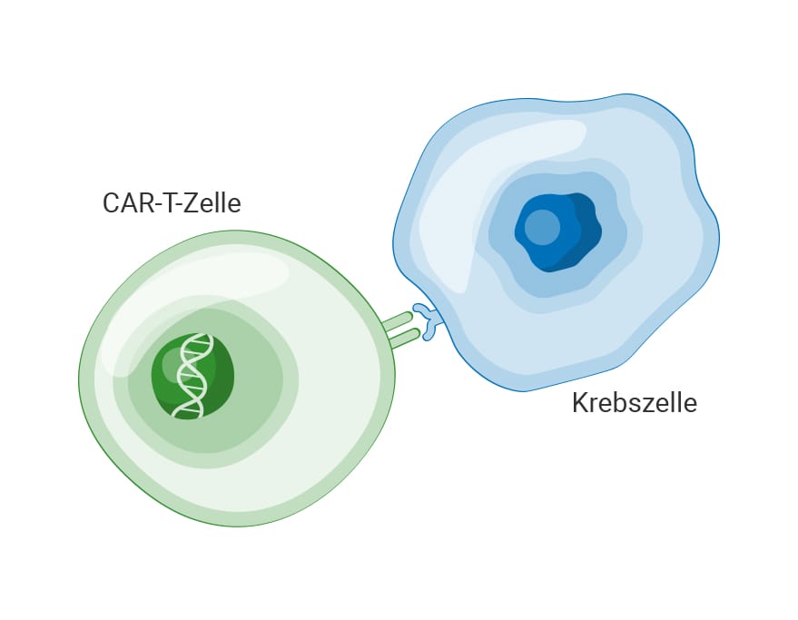 Grafik einer Car-T-Zelle