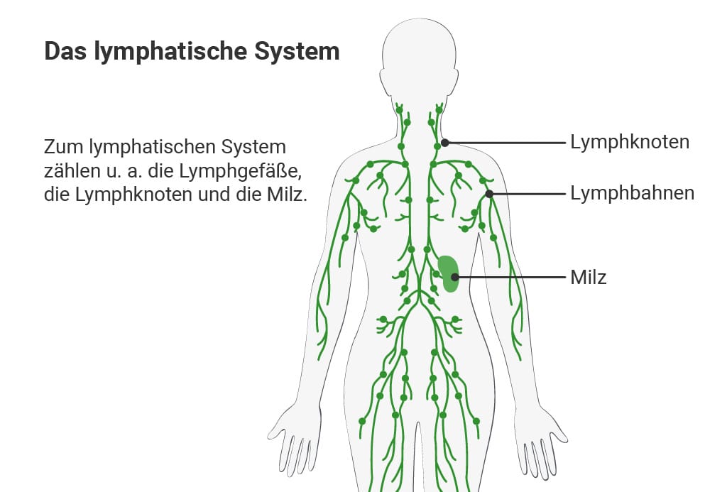 Das lymphatische System