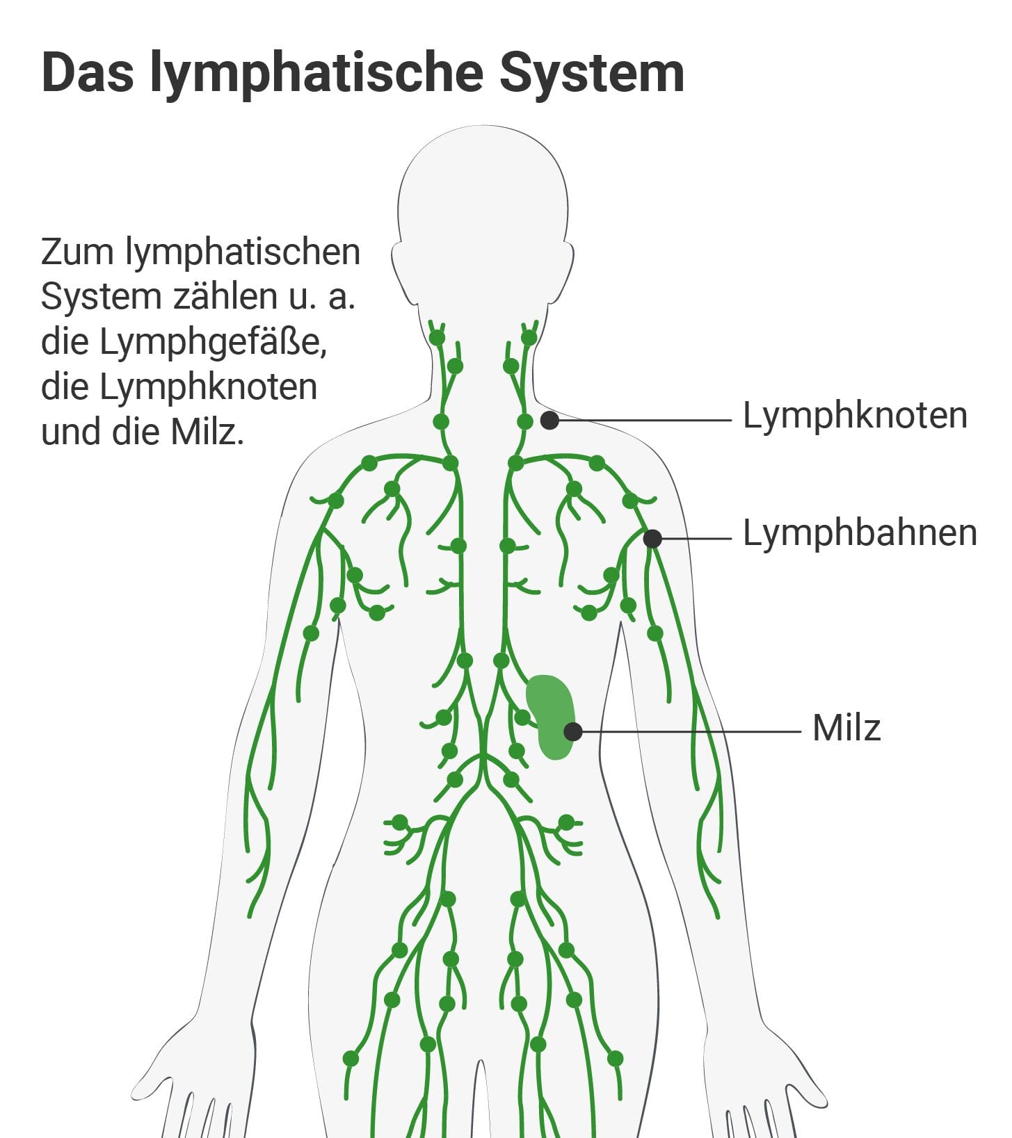 Das lymphatische System