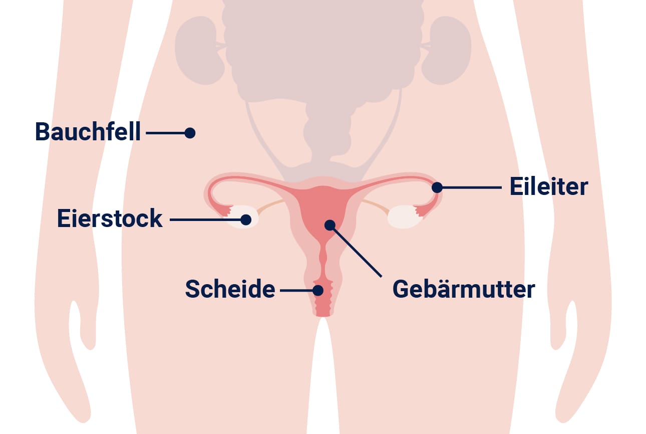 Grafik der inneren weiblichen Geschlechtsorgane